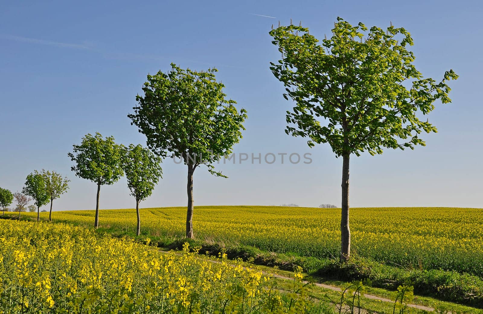 Rapeseed blossom