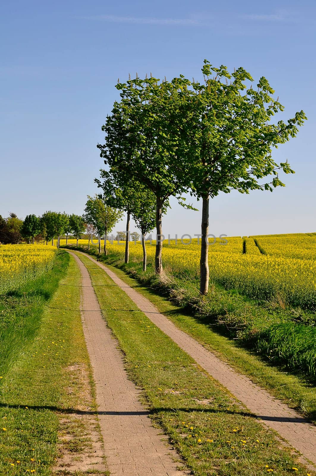 Dirt road in rapeseed