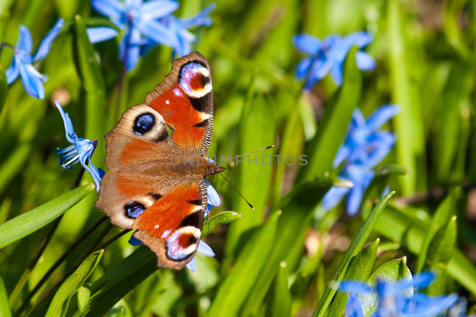 Photo of a orange butterfly stand on a green grass