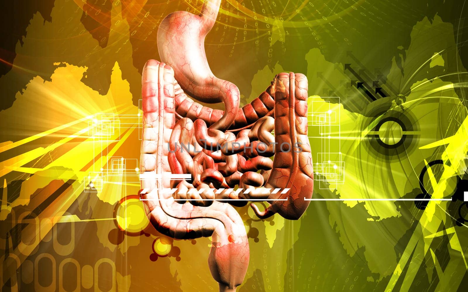Digital illustration of human digestive system in colour background