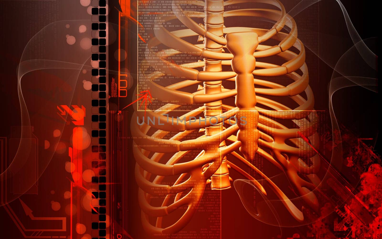 Digital illustration of rib cage in colour background
