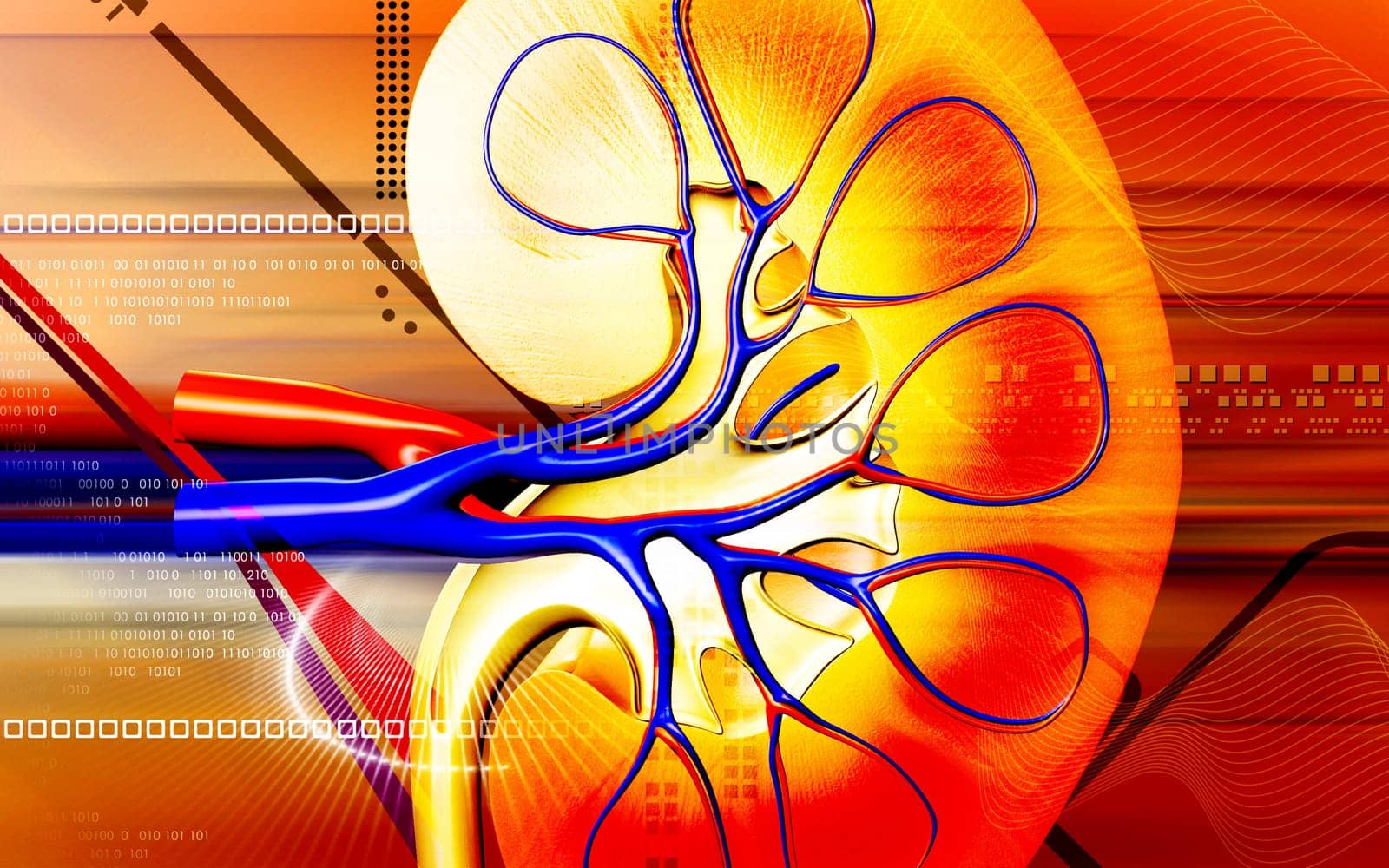 Digital illustration of kidney in colour background