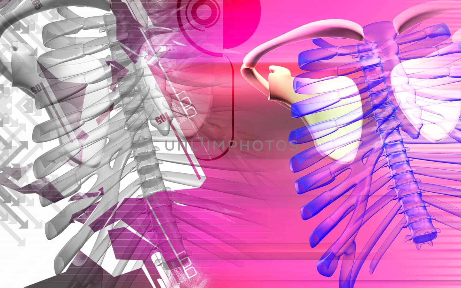 Digital illustration of collar bone in colour background