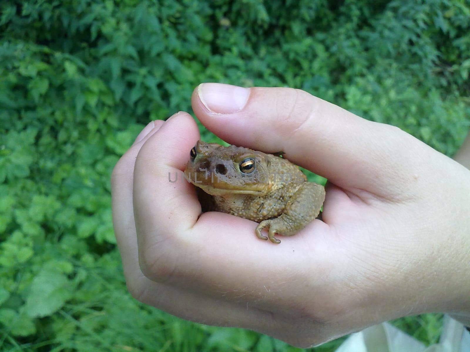 Toad infested by the toad goldfly