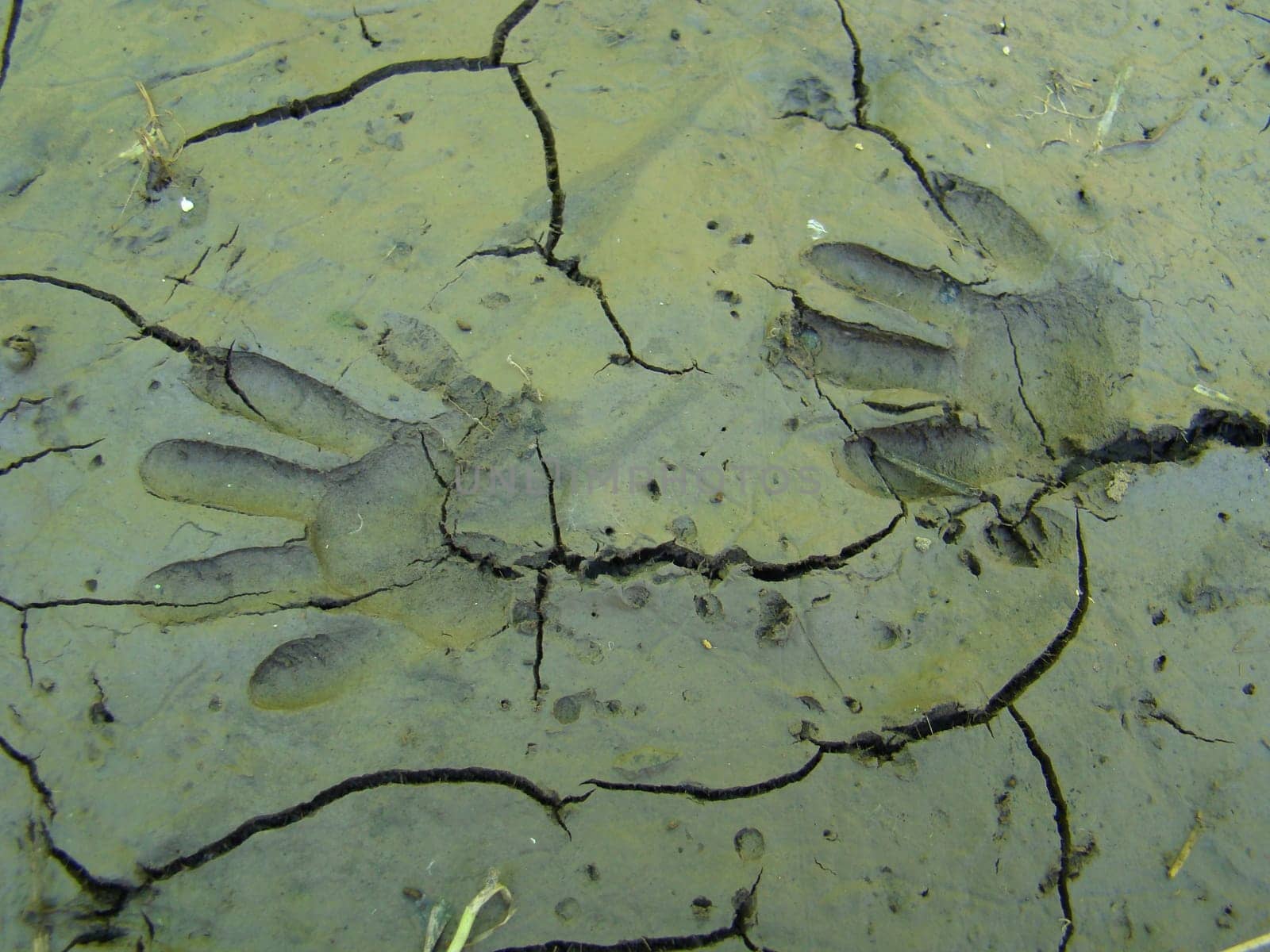 Raccoon track at the Hercules in Kassel
