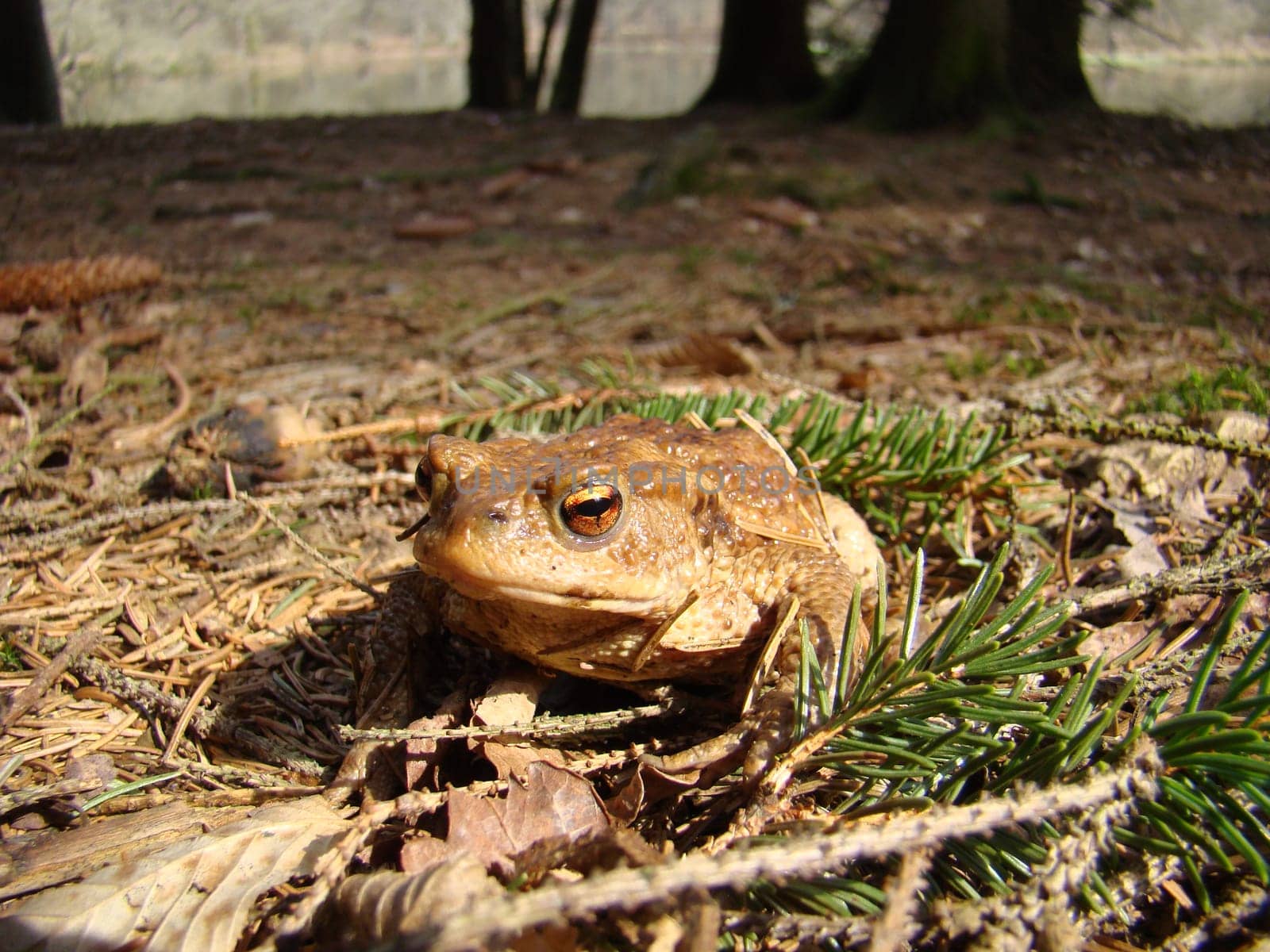 Common toad in the Reinhardswald