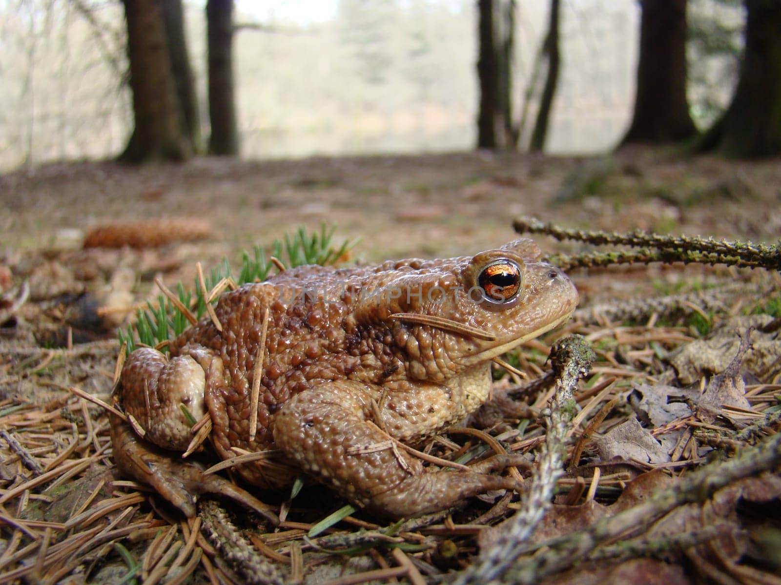 Common toad in the Reinhardswald