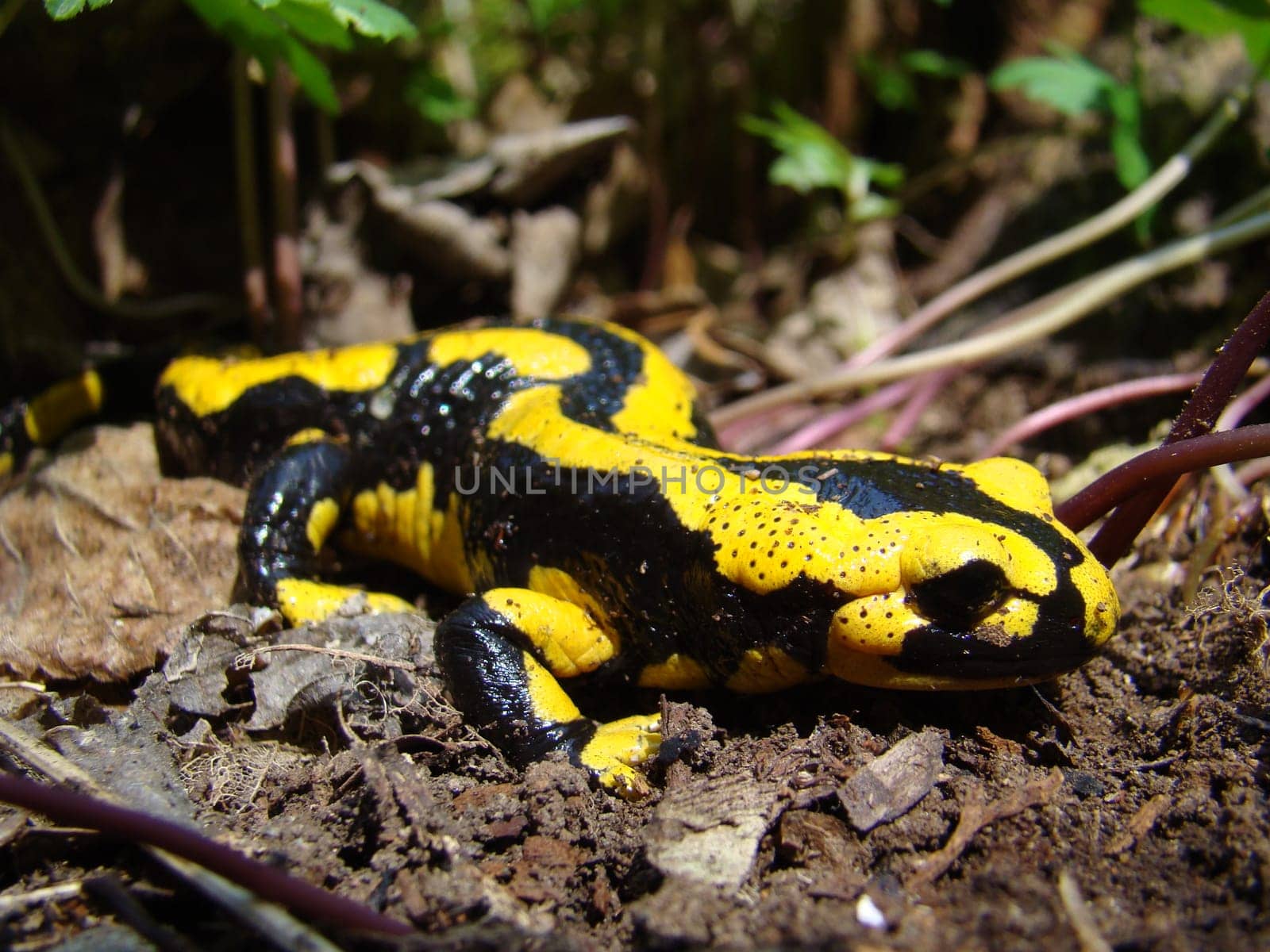 Fire salamanders in the Kellerwald National Park