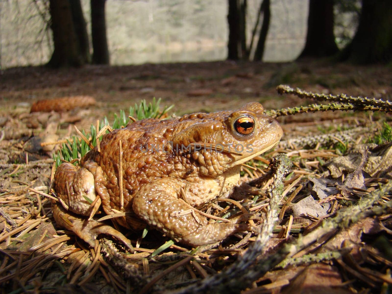 Common toad in the Reinhardswald