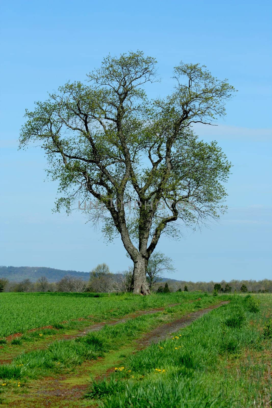 A Lone tree in a field