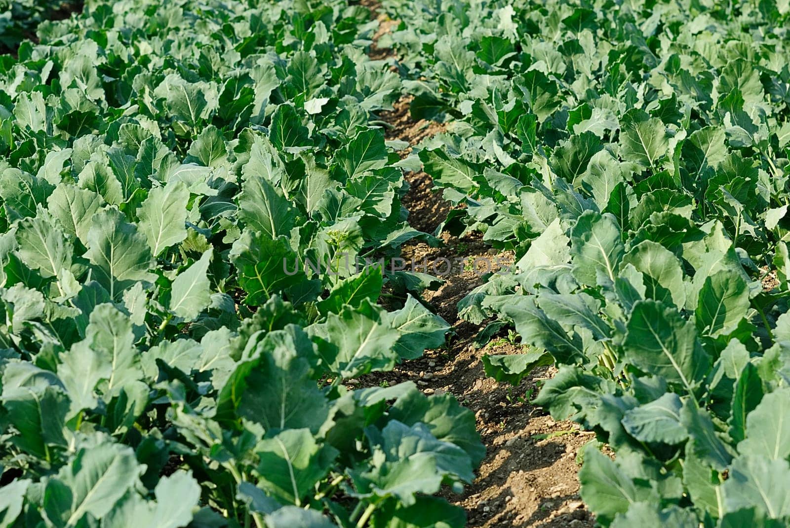 kohlrabi