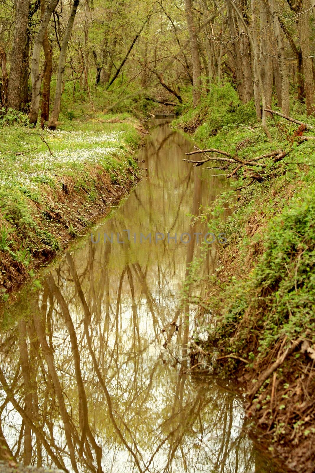 A Small stream in the woods