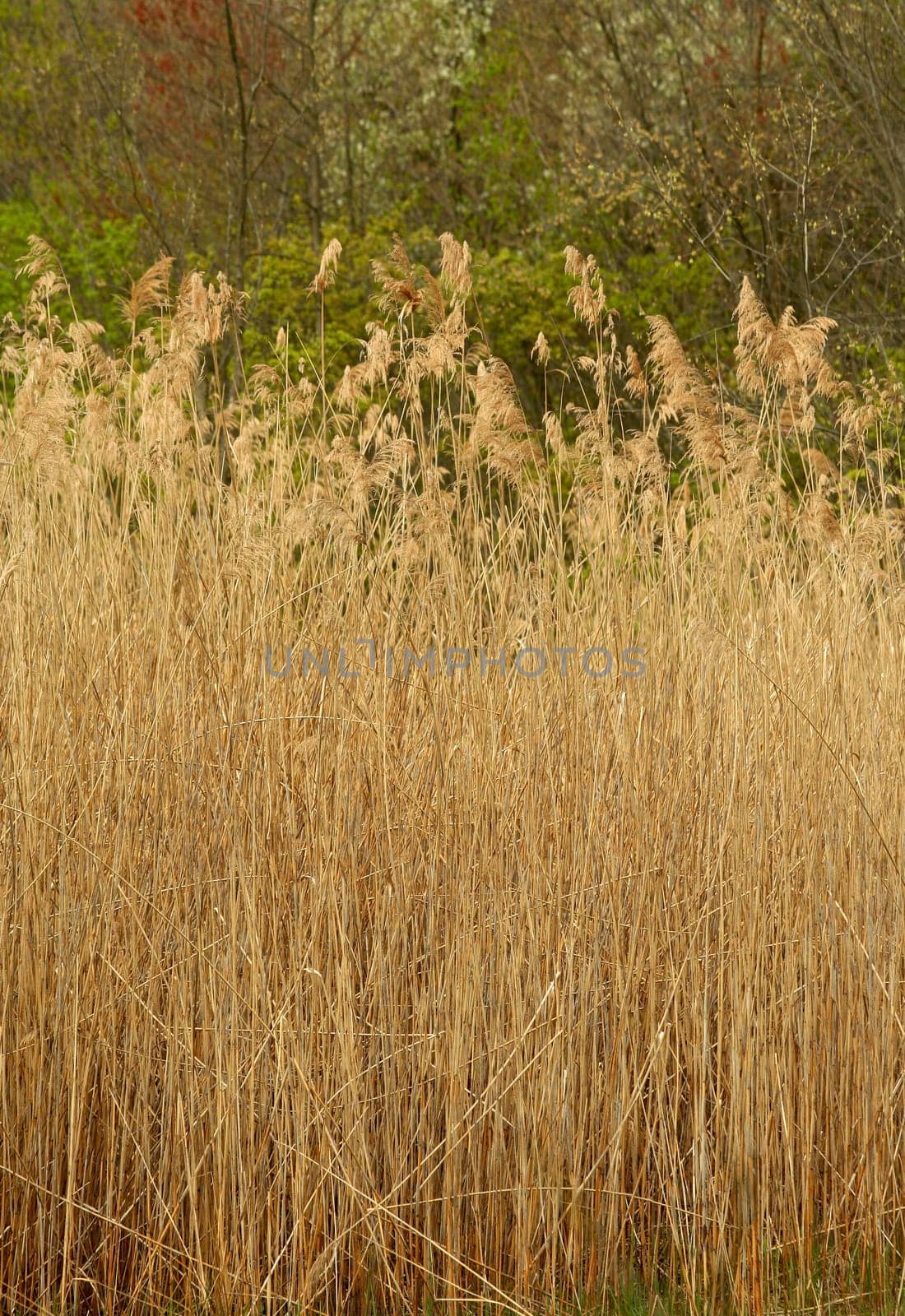 Some Tall reed plants