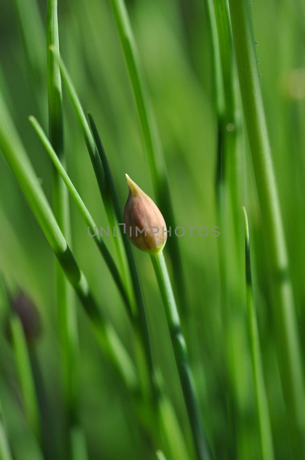 Chives