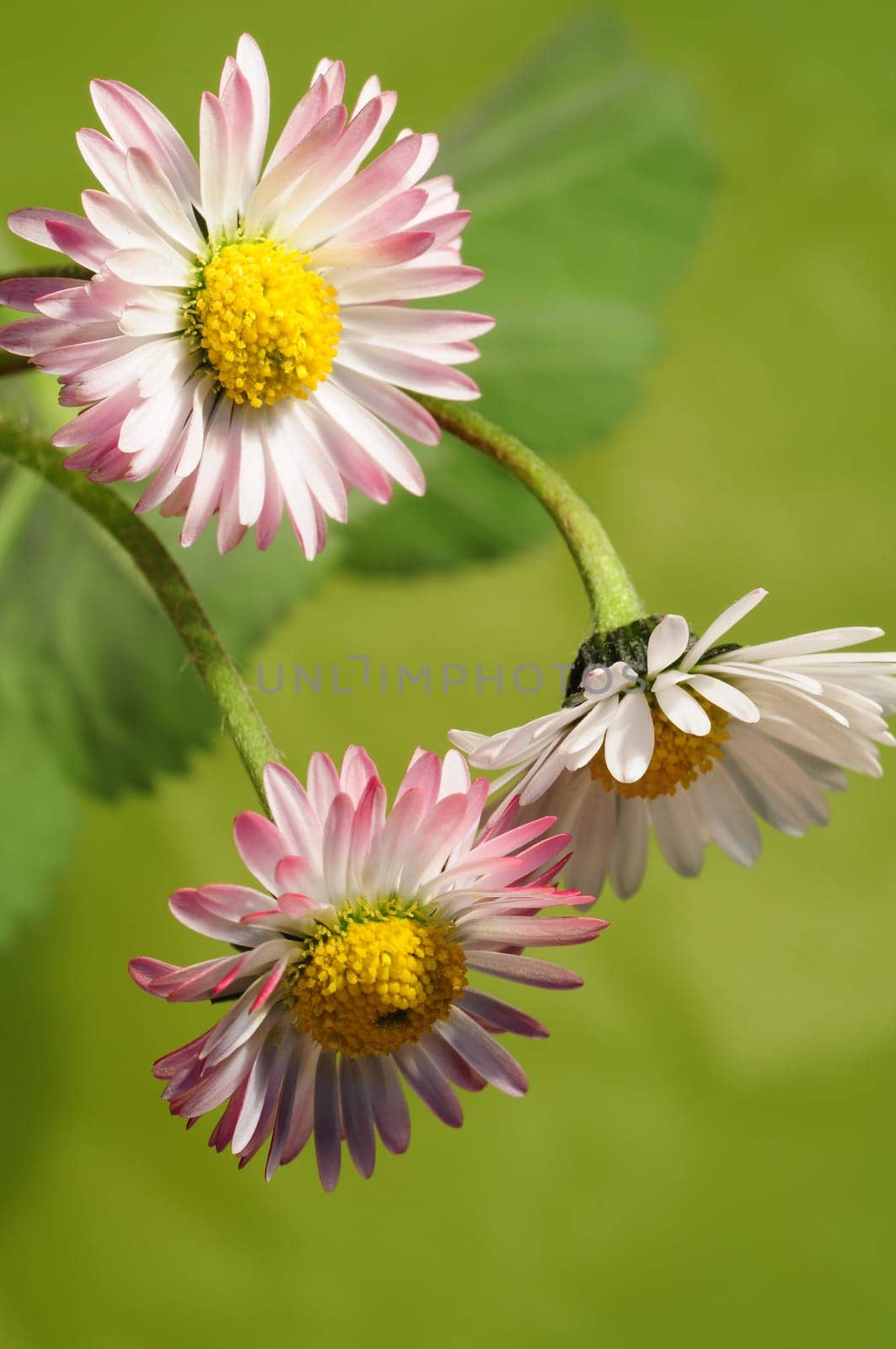 Daisy