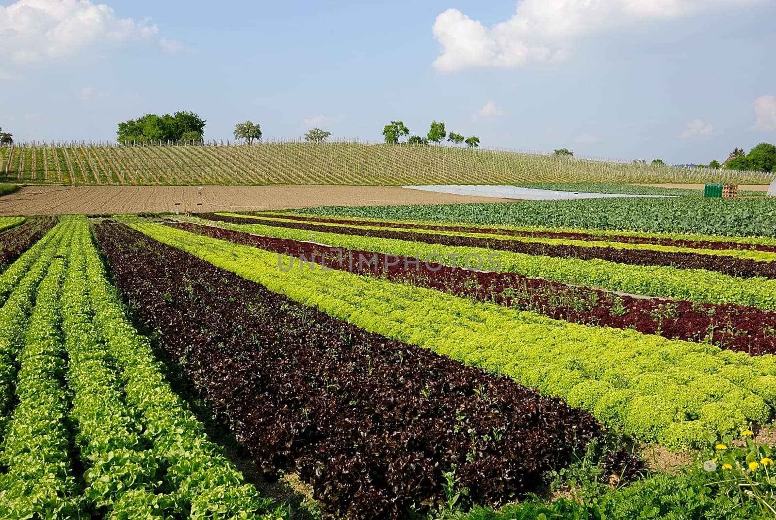 Lettuce cultivation