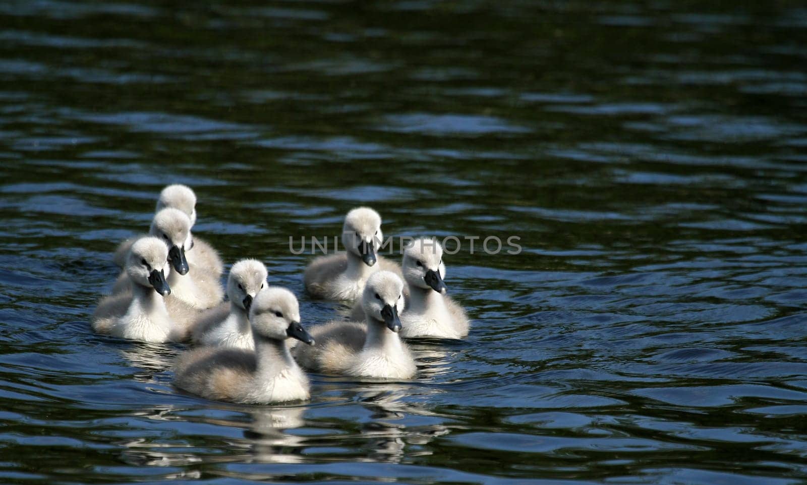 Swan Children