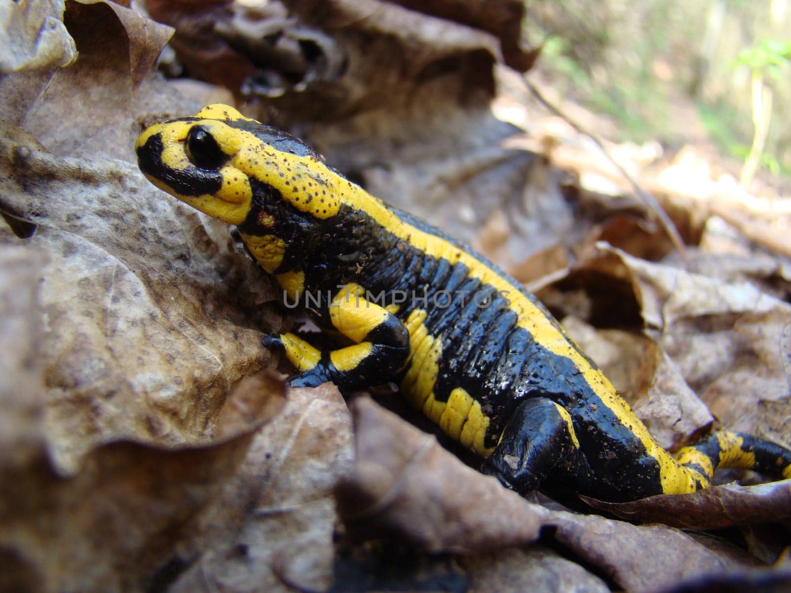 Fire salamanders in the Kellerwald National Park