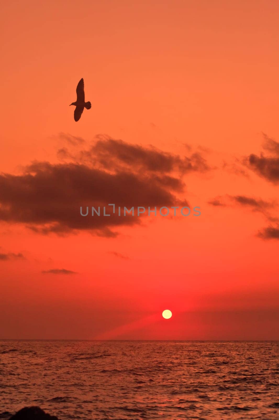 Sunrise at sea and a bird in flight