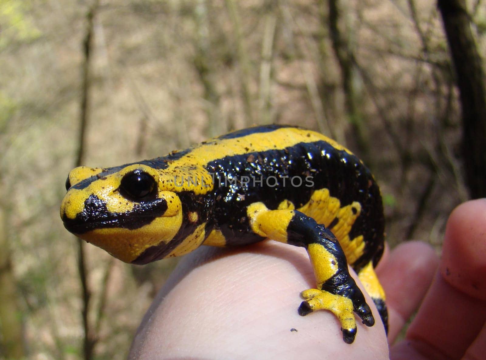 Fire salamander in hand