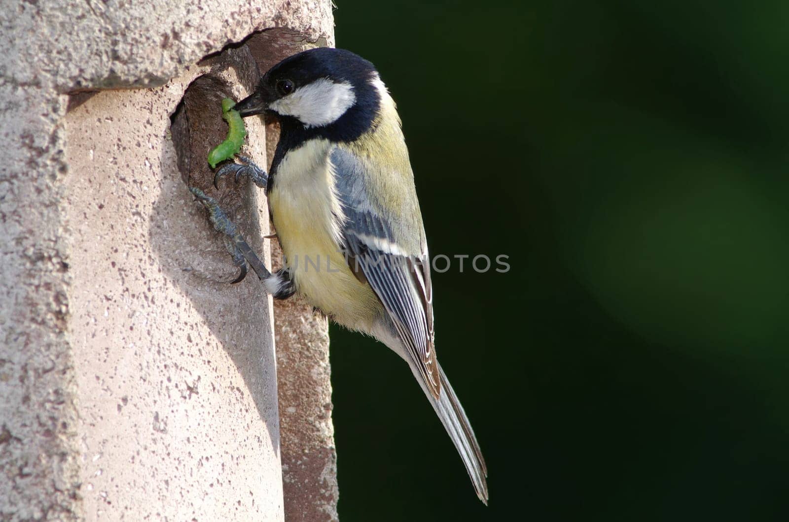 Great,Parus major,at the nest box