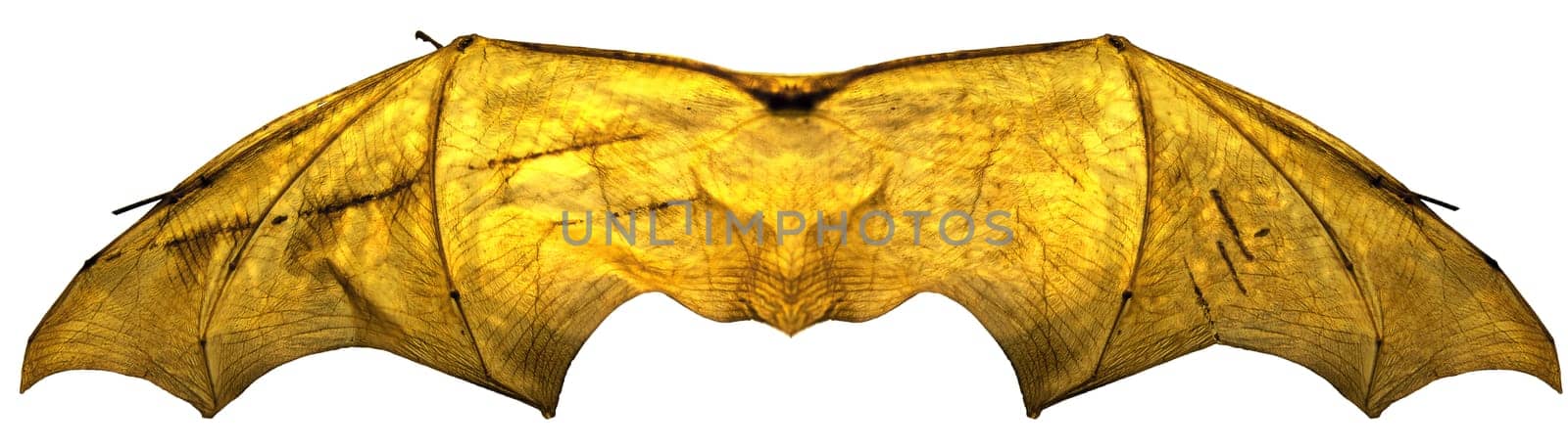 Processed image of glowing batwings