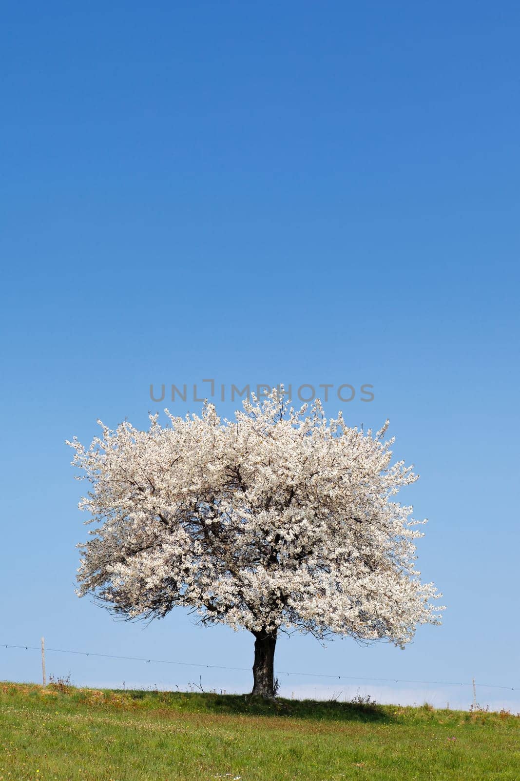 white and blue