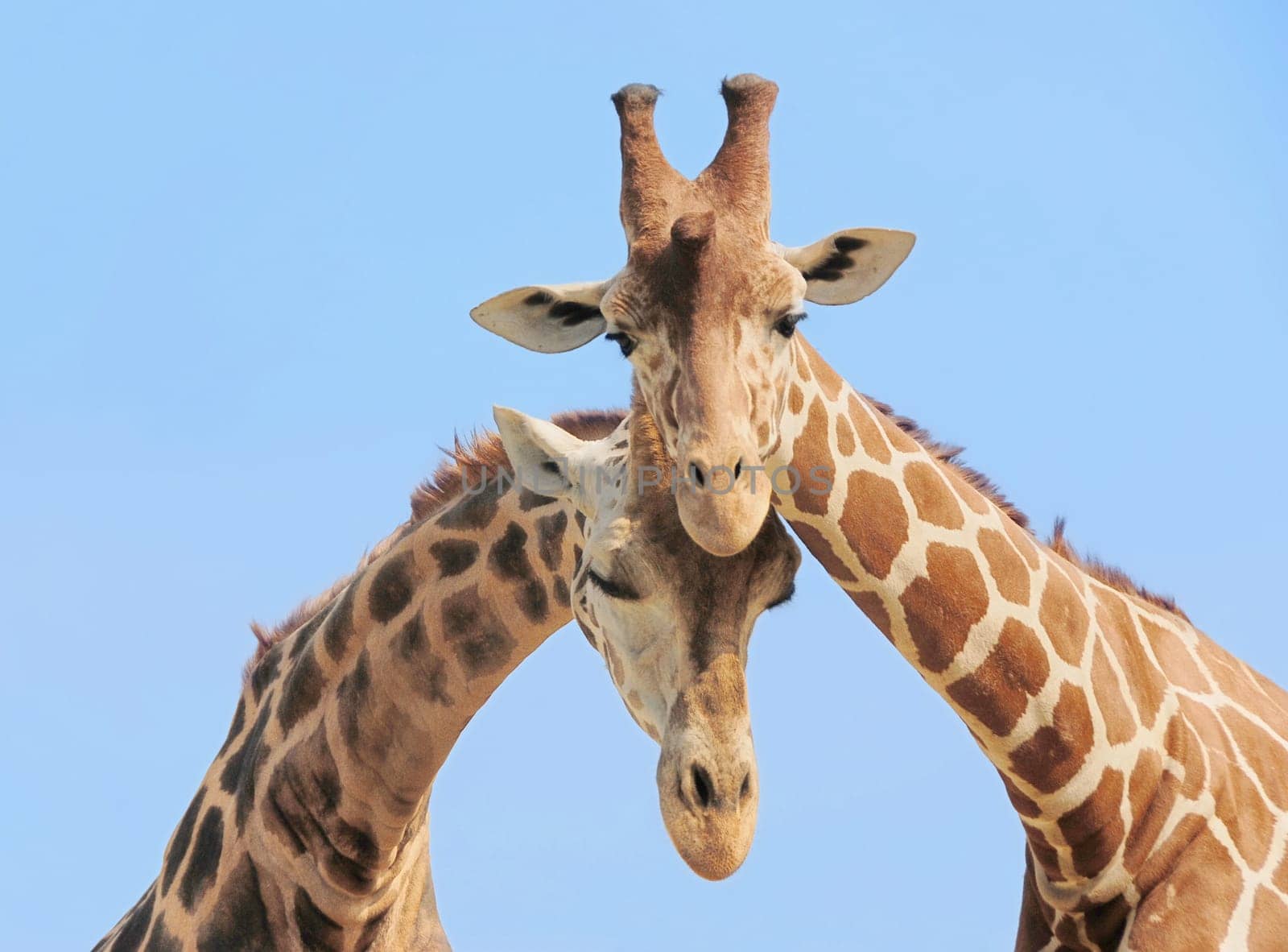 Giraffe couple in love with blue sky on background