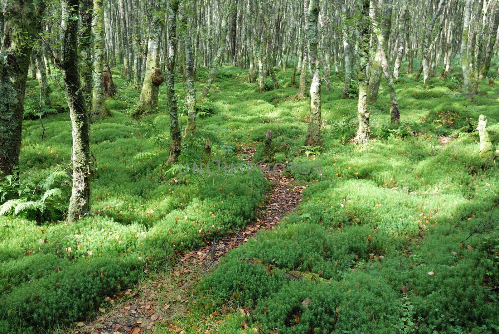 Zigzag foothpath in forrest with fresh green moss