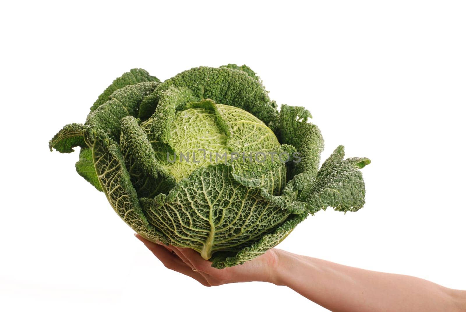 Hand holding fresh green savoy cabbage - isolated on white