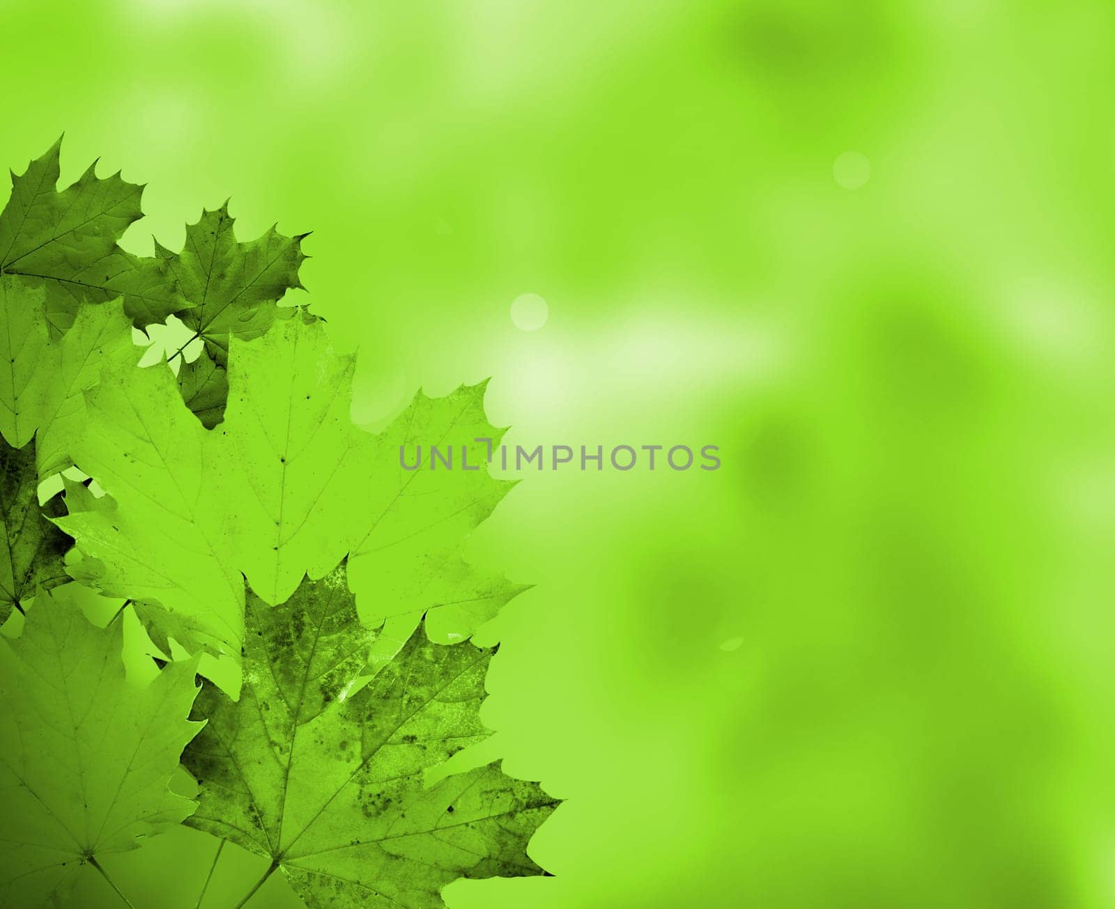 Abstract Background Composition - Autumn Leaves