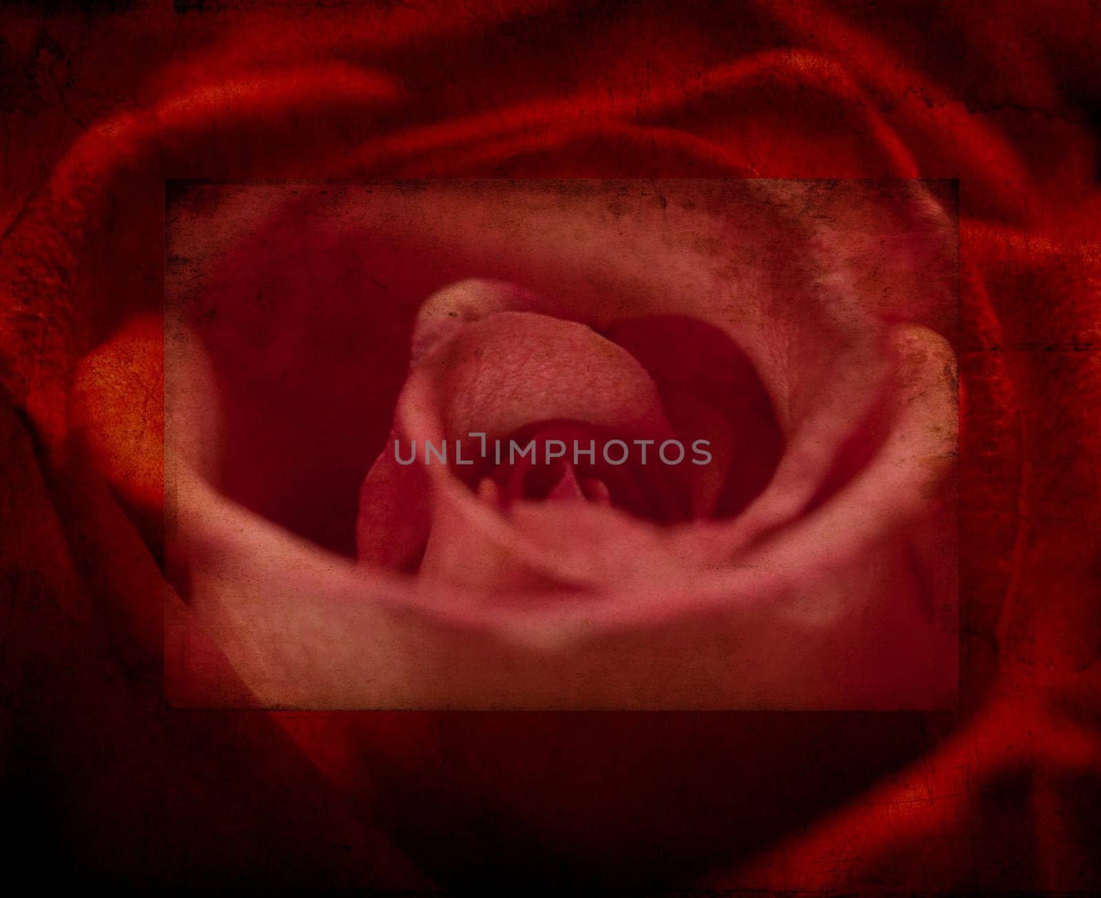 Grunge Rose Background