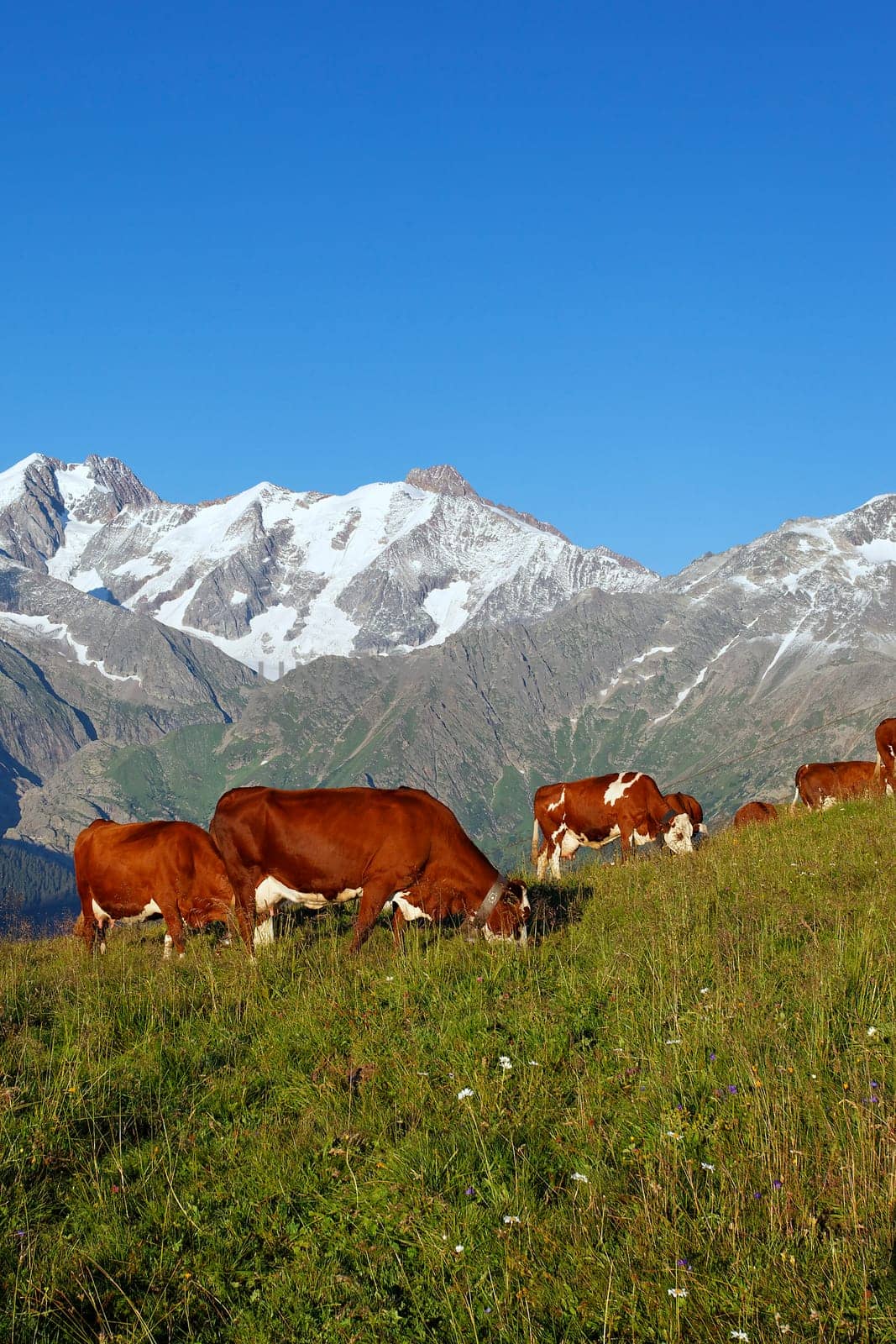 mountain cows