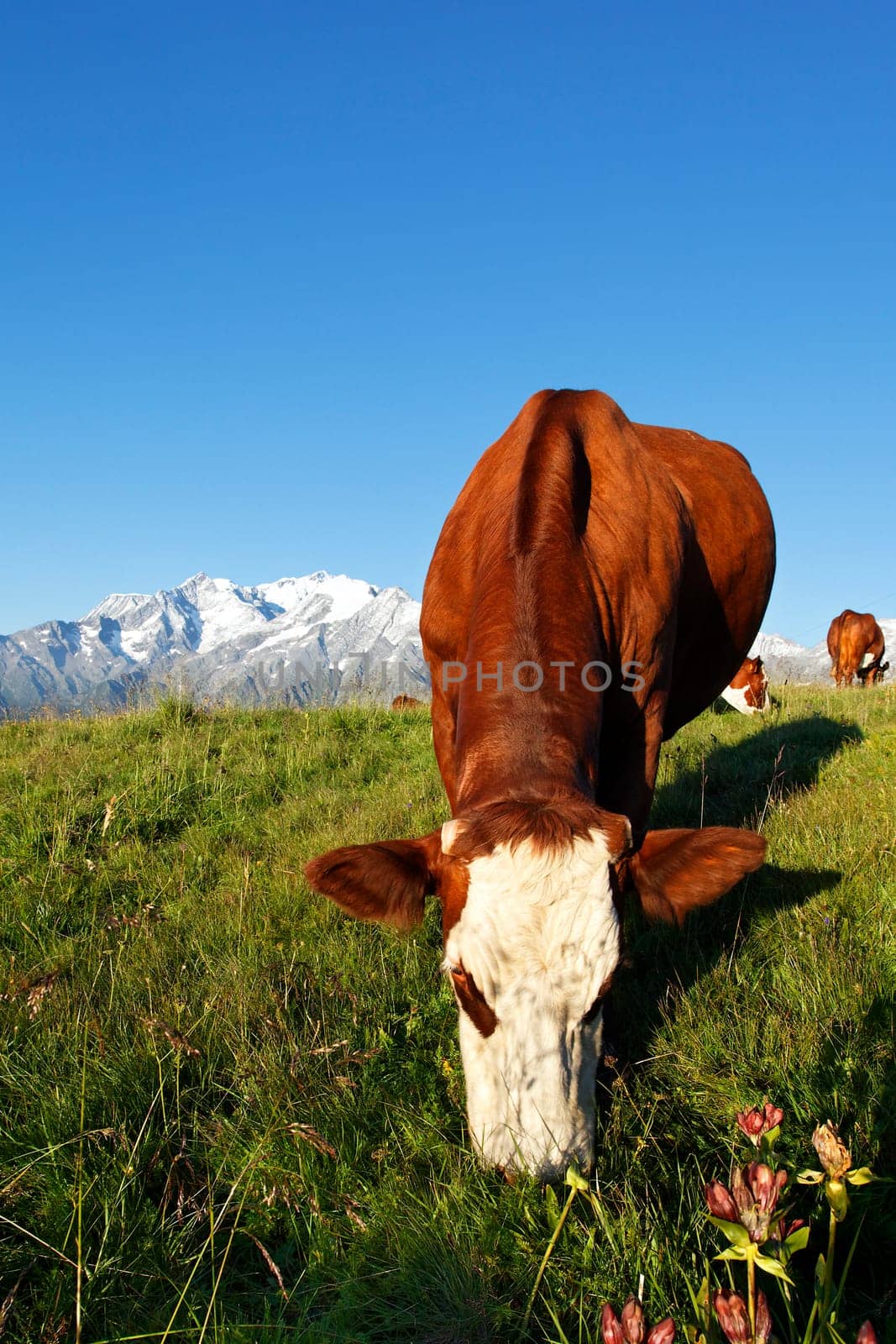 altitude grass
