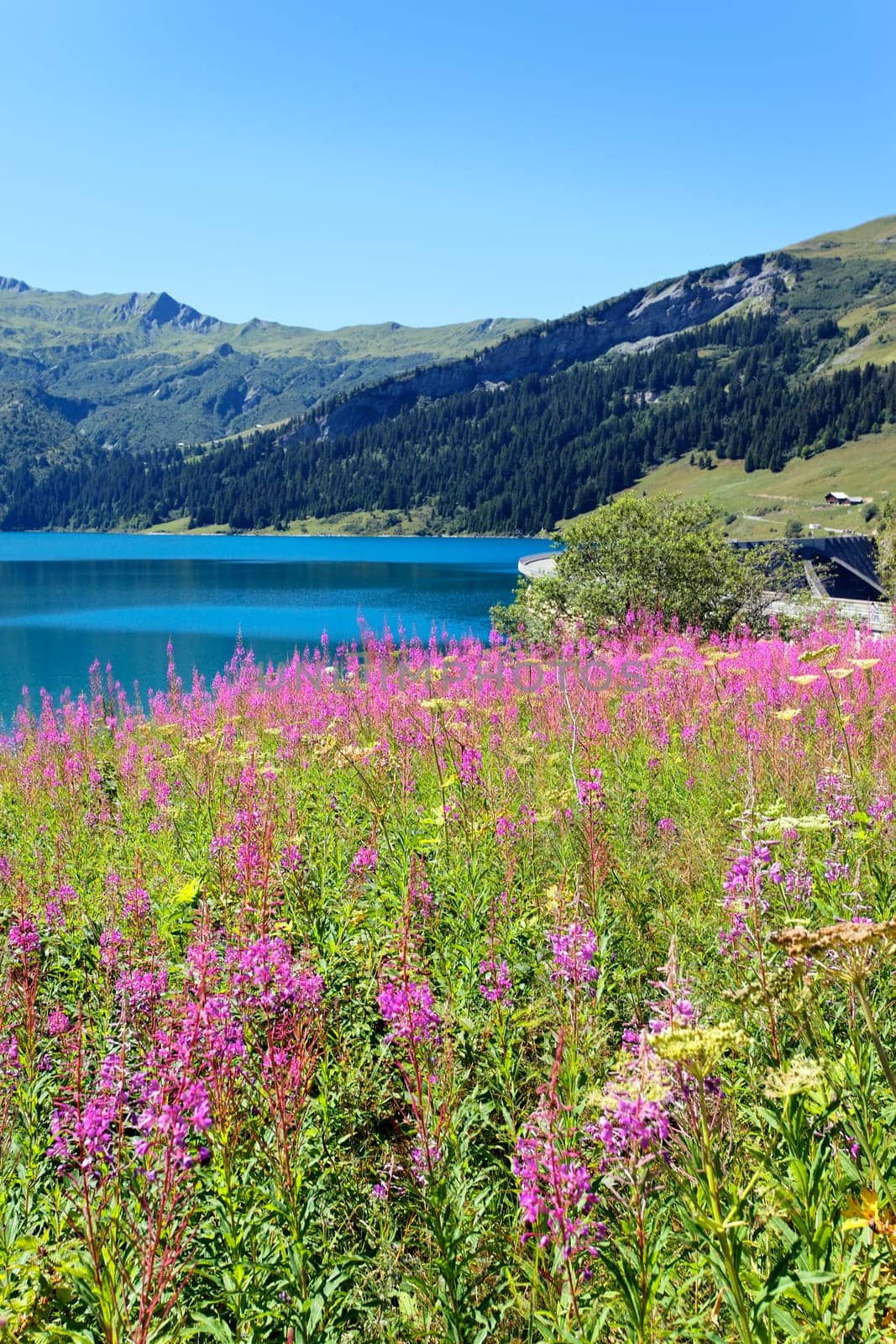 flowers of lake