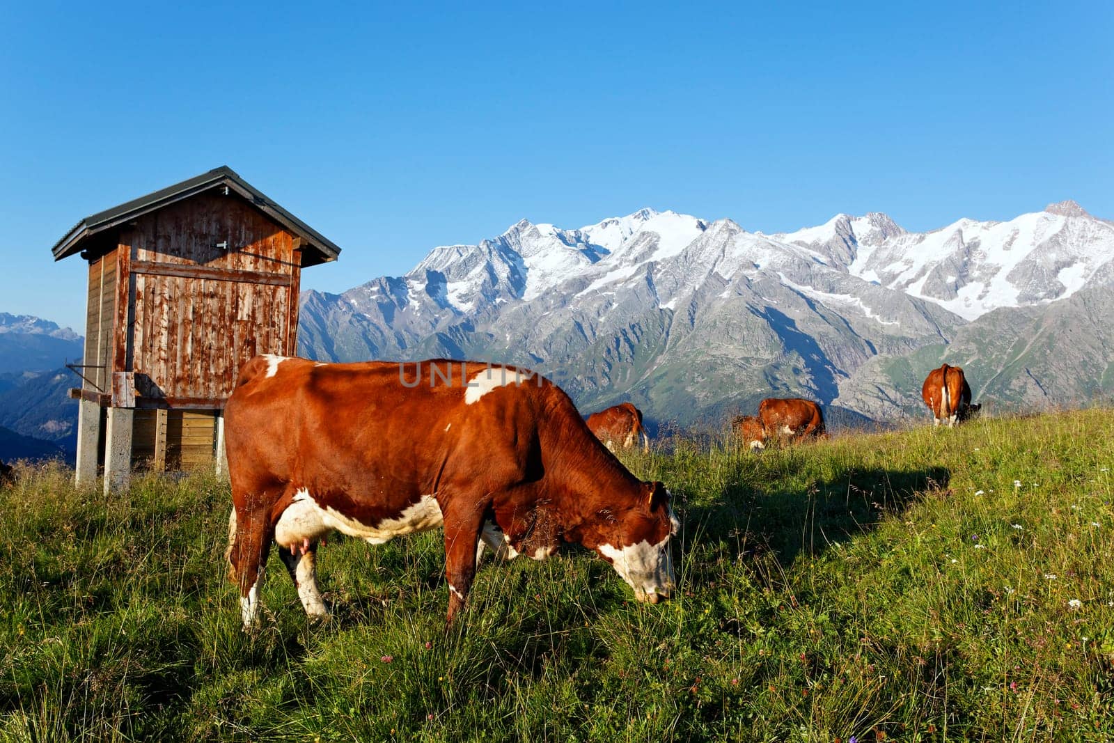 grass cow and mountain
