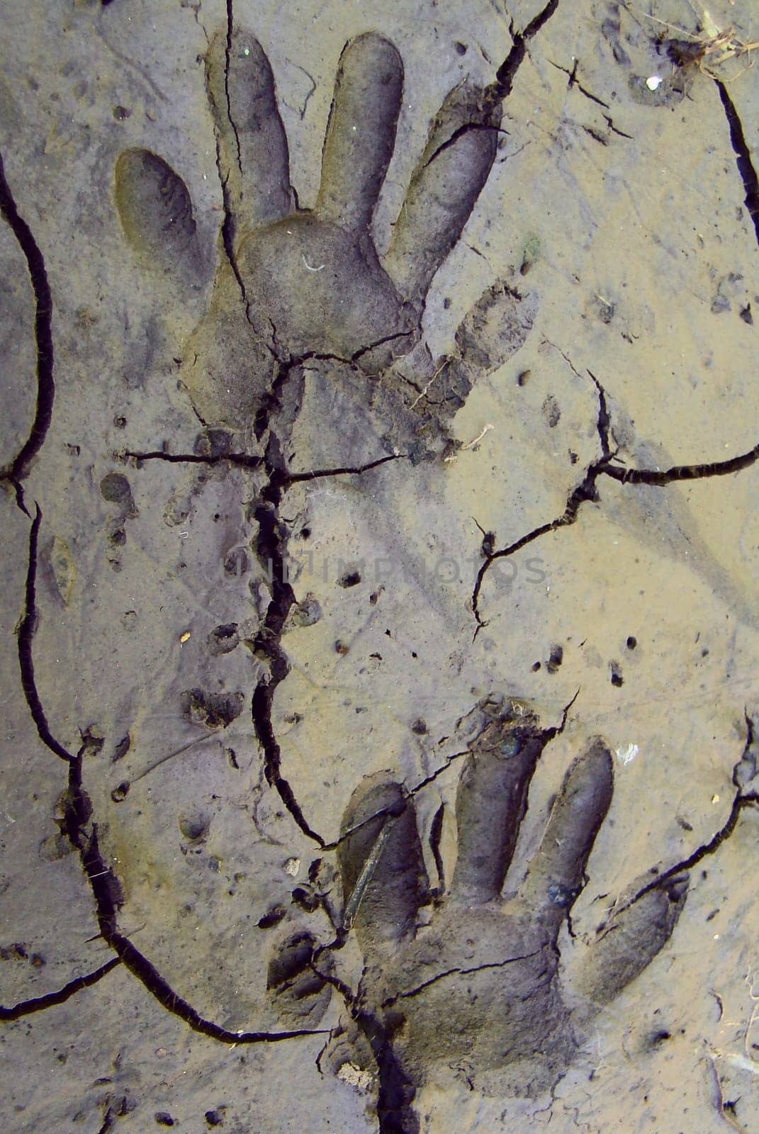 Raccoon track at the Hercules in Kassel