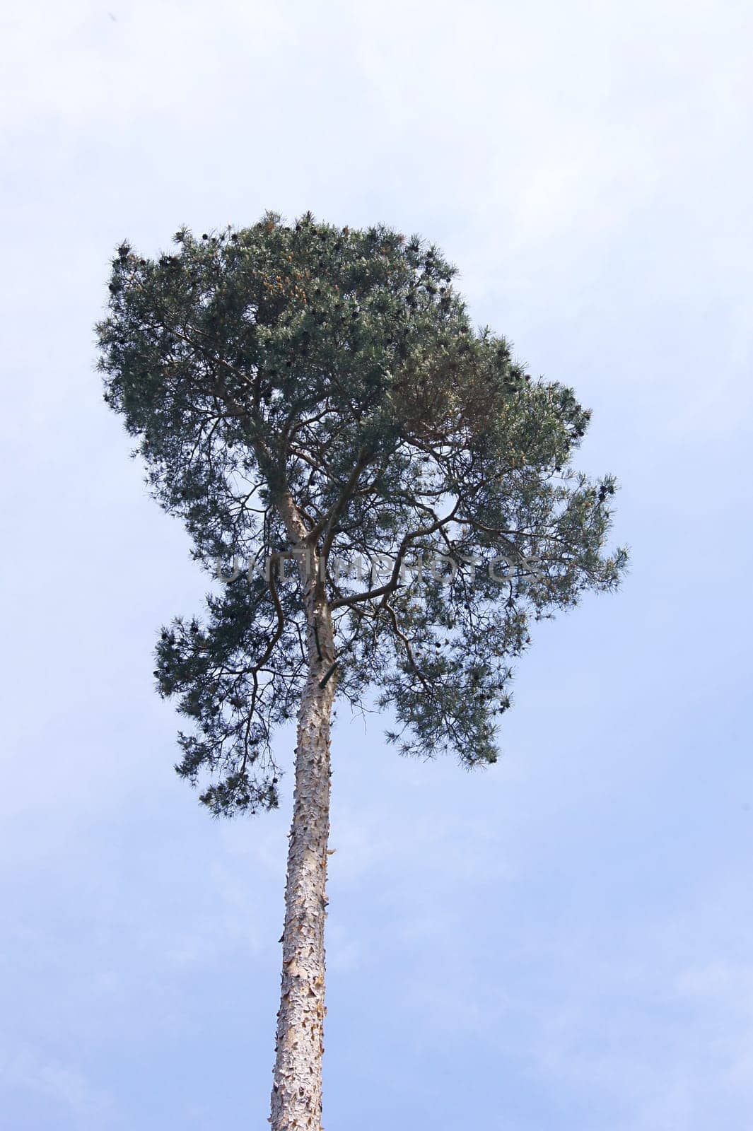 Conifer
