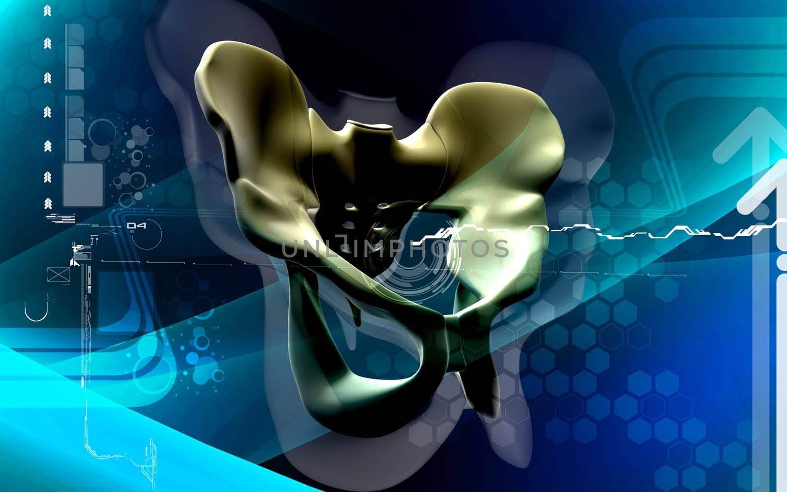 Digital illustration of pelvic girdle in colour background