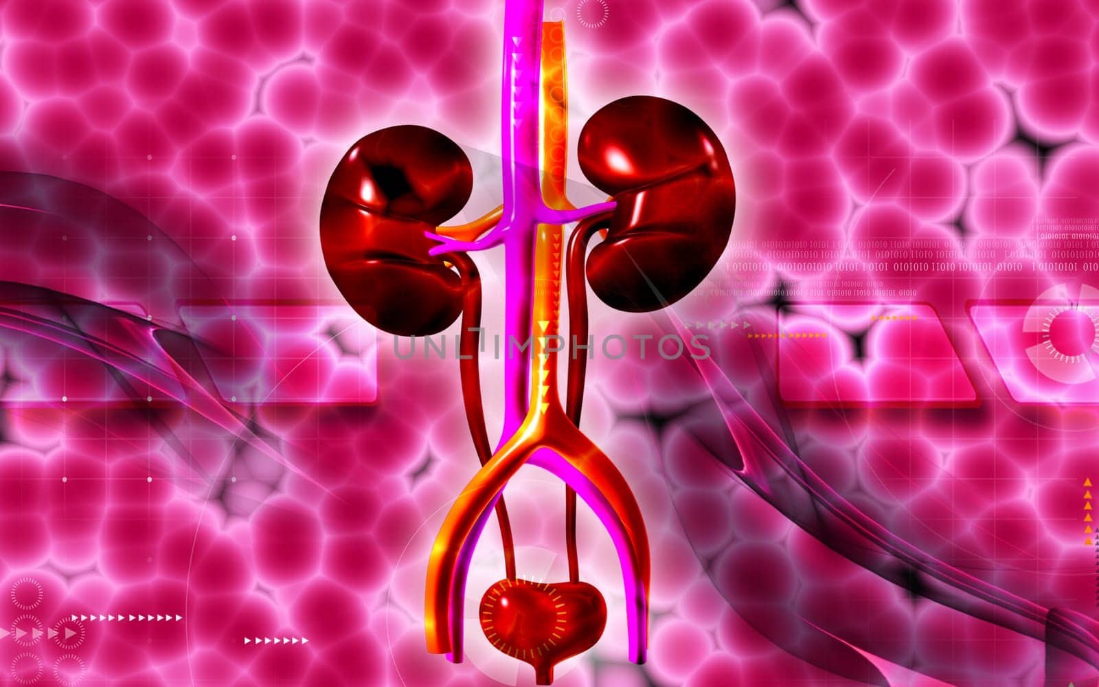 Digital illustration of kidney in colour background