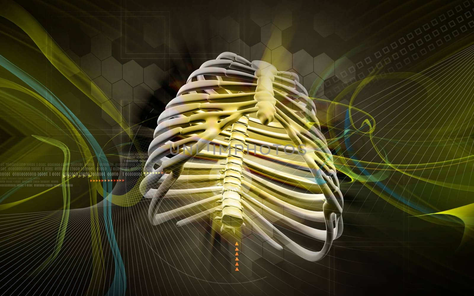 Digital illustration of rib cage in colour background