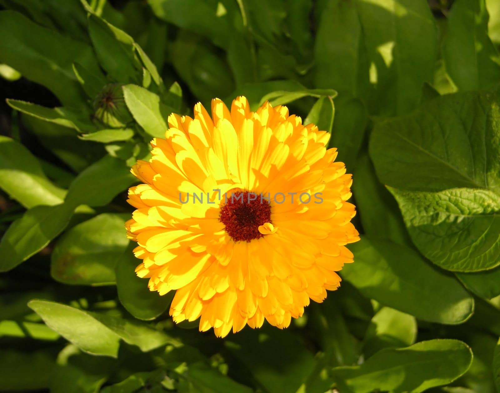 Flower of a marigold in close-up