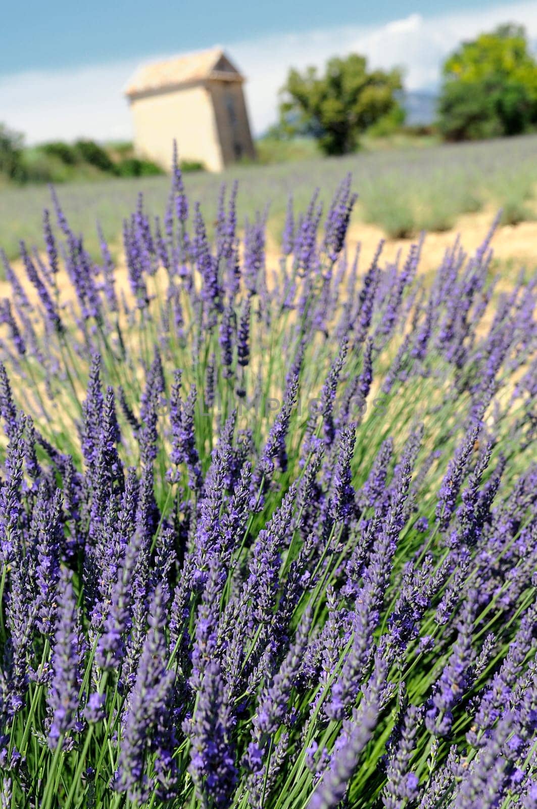 Image shows a lavender field in the region of Provence, southern France