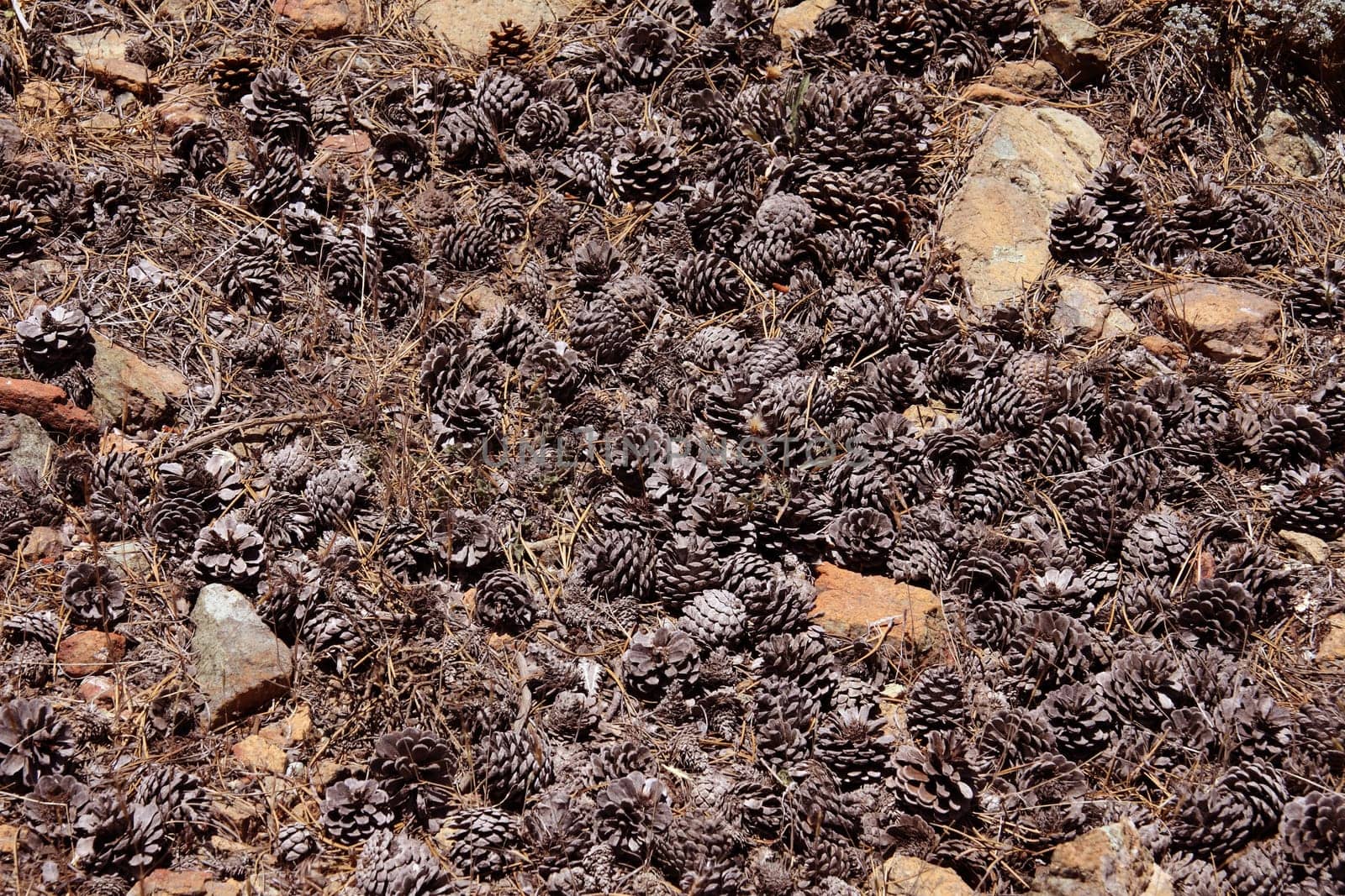A sea of pinecones making a wonderful background image