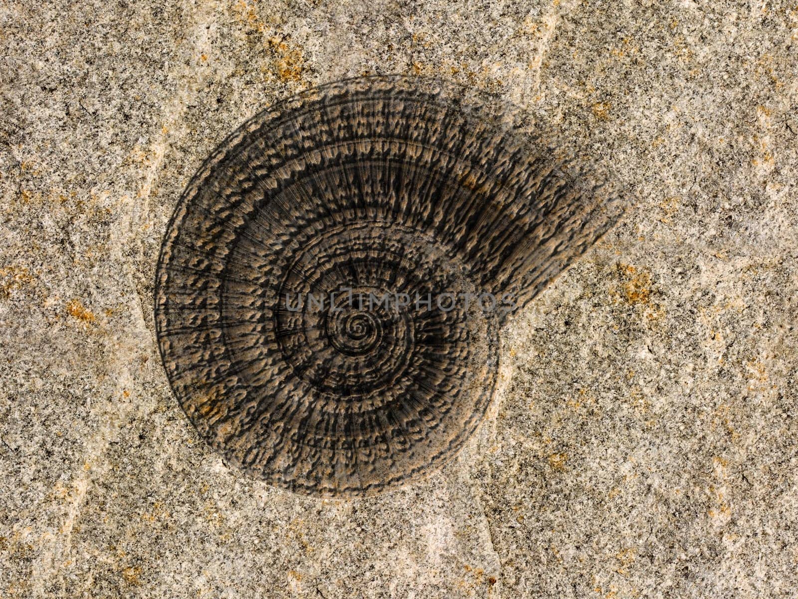 Illustration of the fossilized imprint on an ammonite