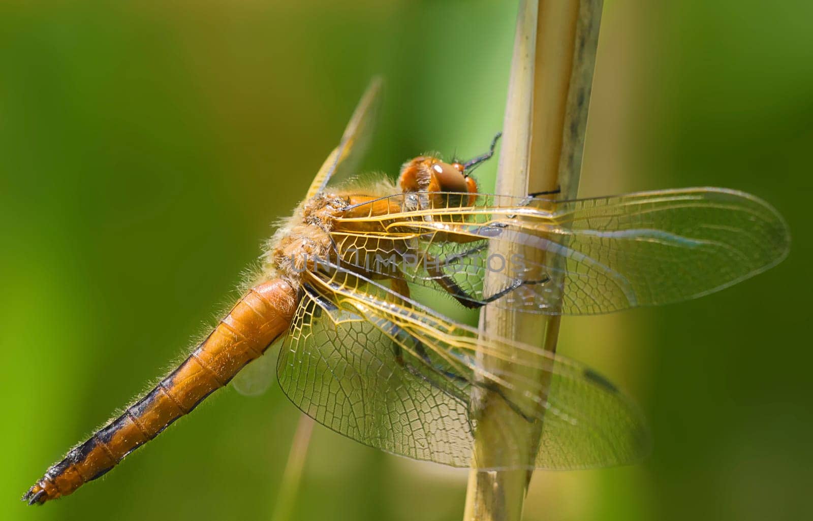 spitzfleck libelle