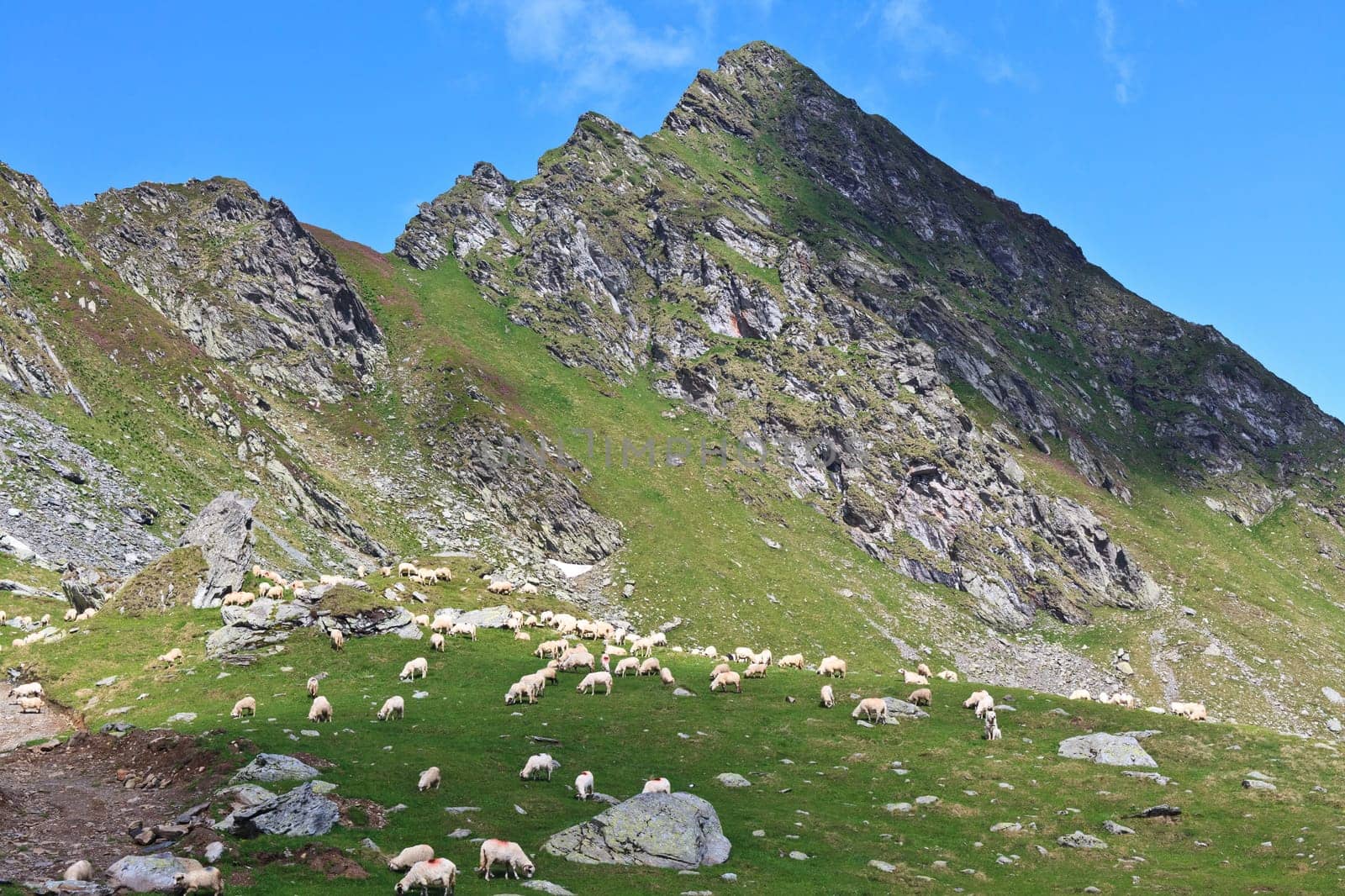 sheep to pasture in Fagaras Mountains, Romania