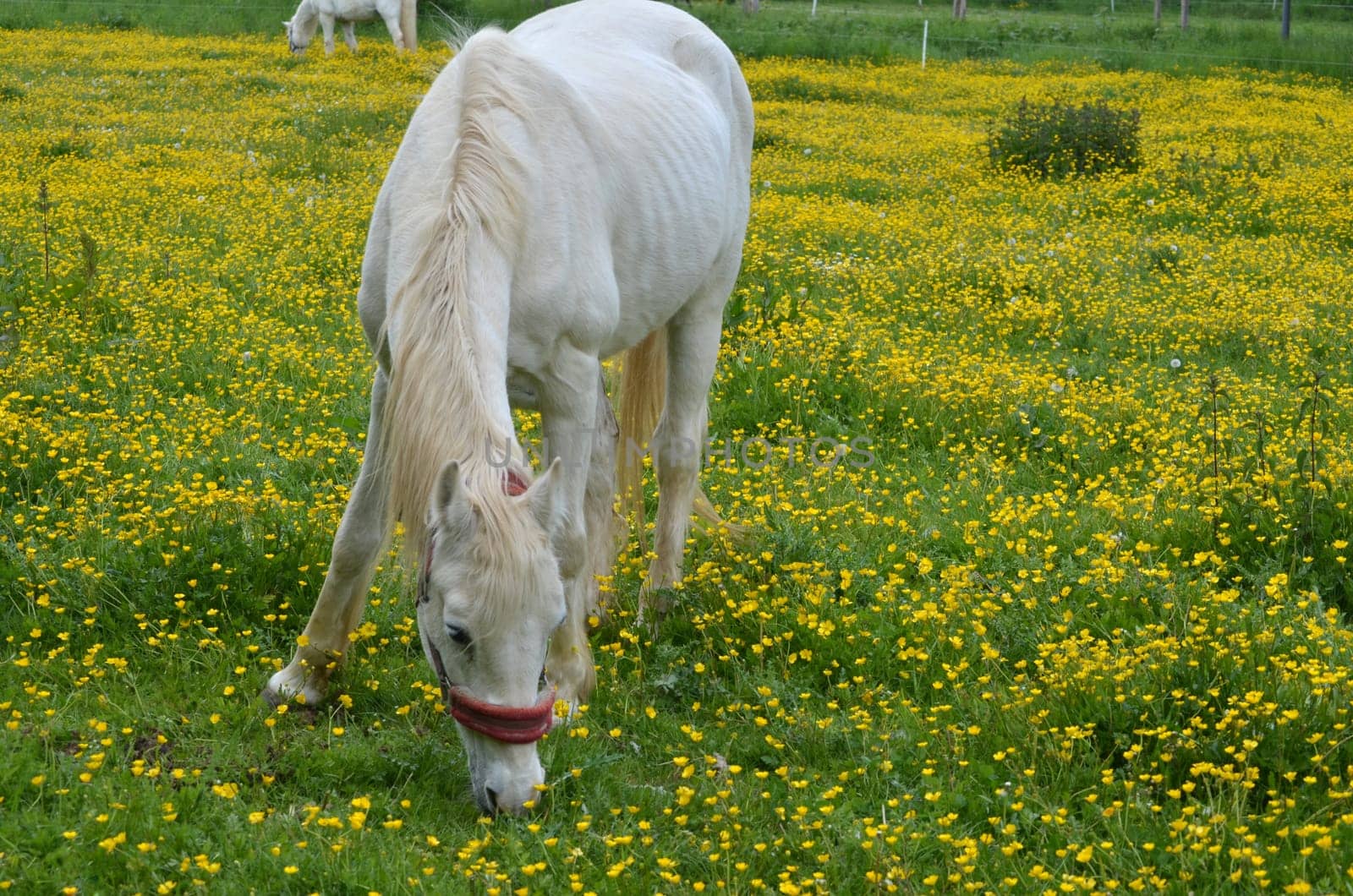 White Horse