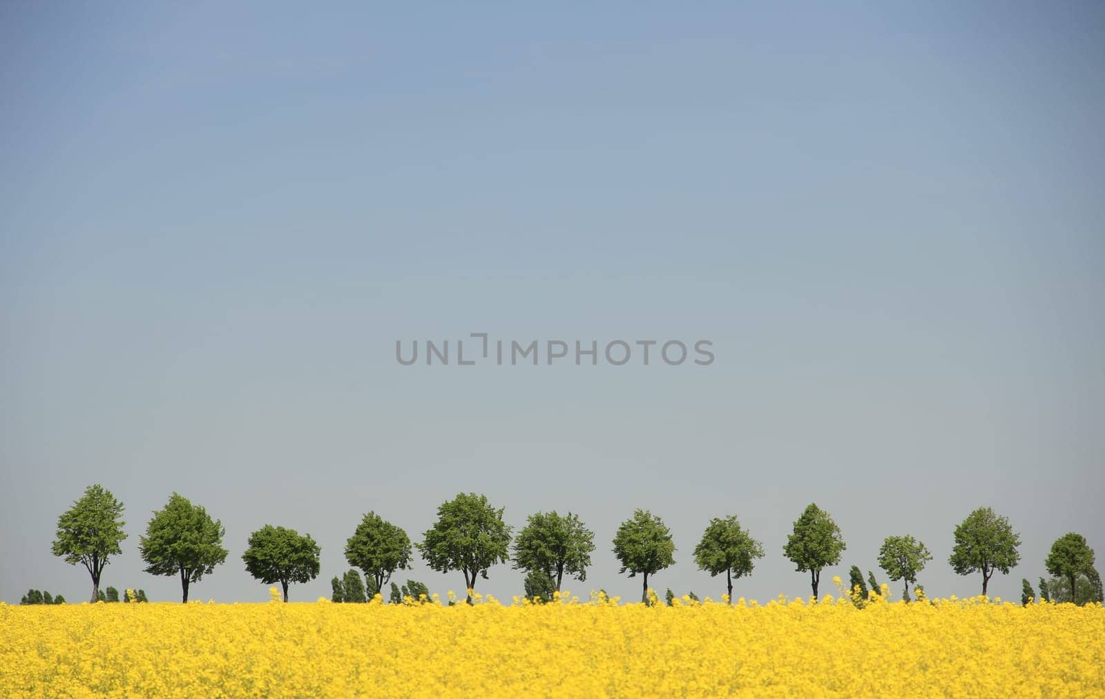 Avenue and blooming rapeseed field in front of a cloudless sky,Saxony,Germany