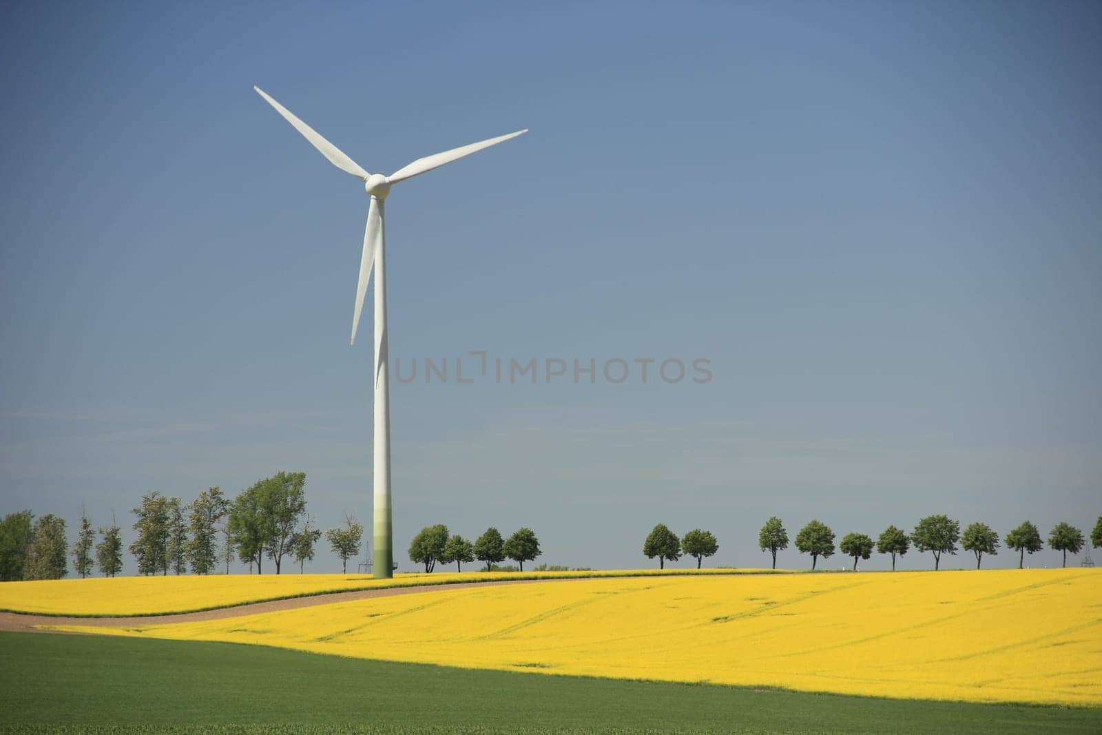 Wind turbines in a blooming rapeseed field in Saxony,Germany
